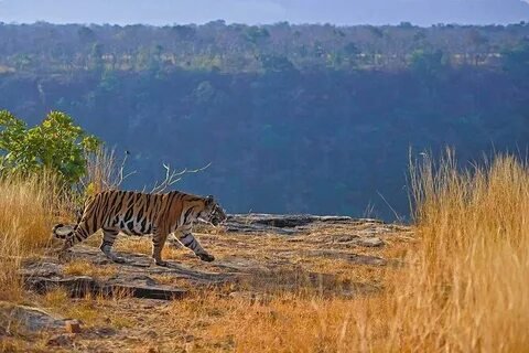 Tiger Safari Panna National Park